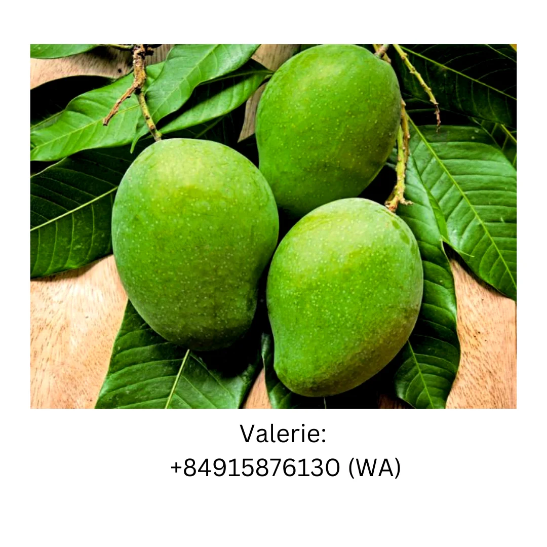 Factory price 2023 Fresh Fruit Green Mango Or Frozen Mango With Natural Sweet For Export Market made in Vietnam