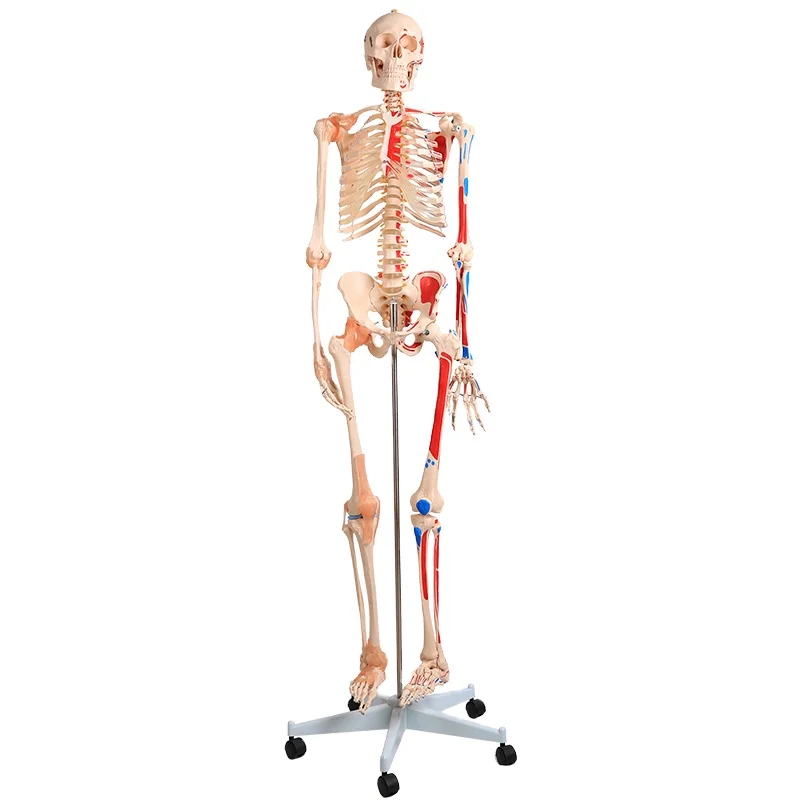ADA-A1002 180CM Human skeleton model with colored muscle and ligament suitable for teaching and learning in schools and hospital