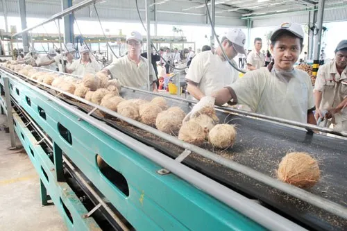 FRESH YOUNG COCONUT VIETNAM GREEN Premium WHITE Tropical Shell SWEET Style Packing Organic Pcs Color PURE Weight DRINK Shelf Chi