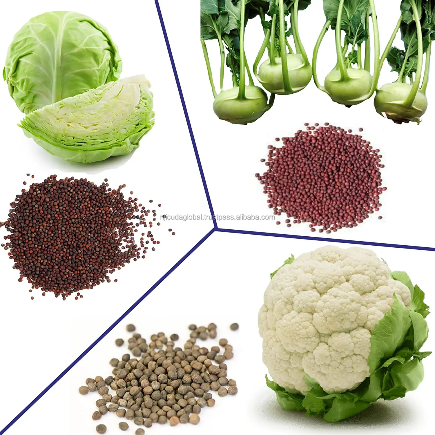 cauliflower seed1.jpg