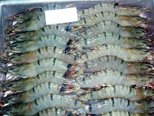 High Quality Black Tiger Hoso Vannamei Shrimp Best Price