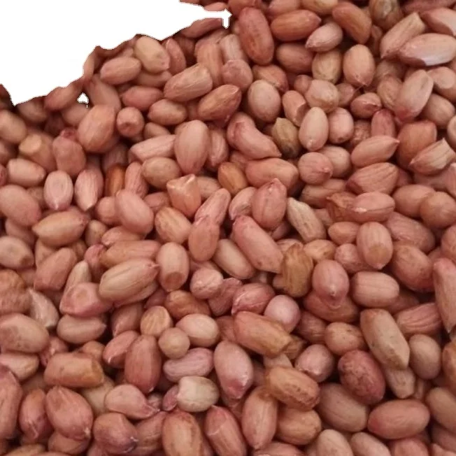 Bold Peanuts High Oil Content High Grade Groundnut Peanut supplier from India