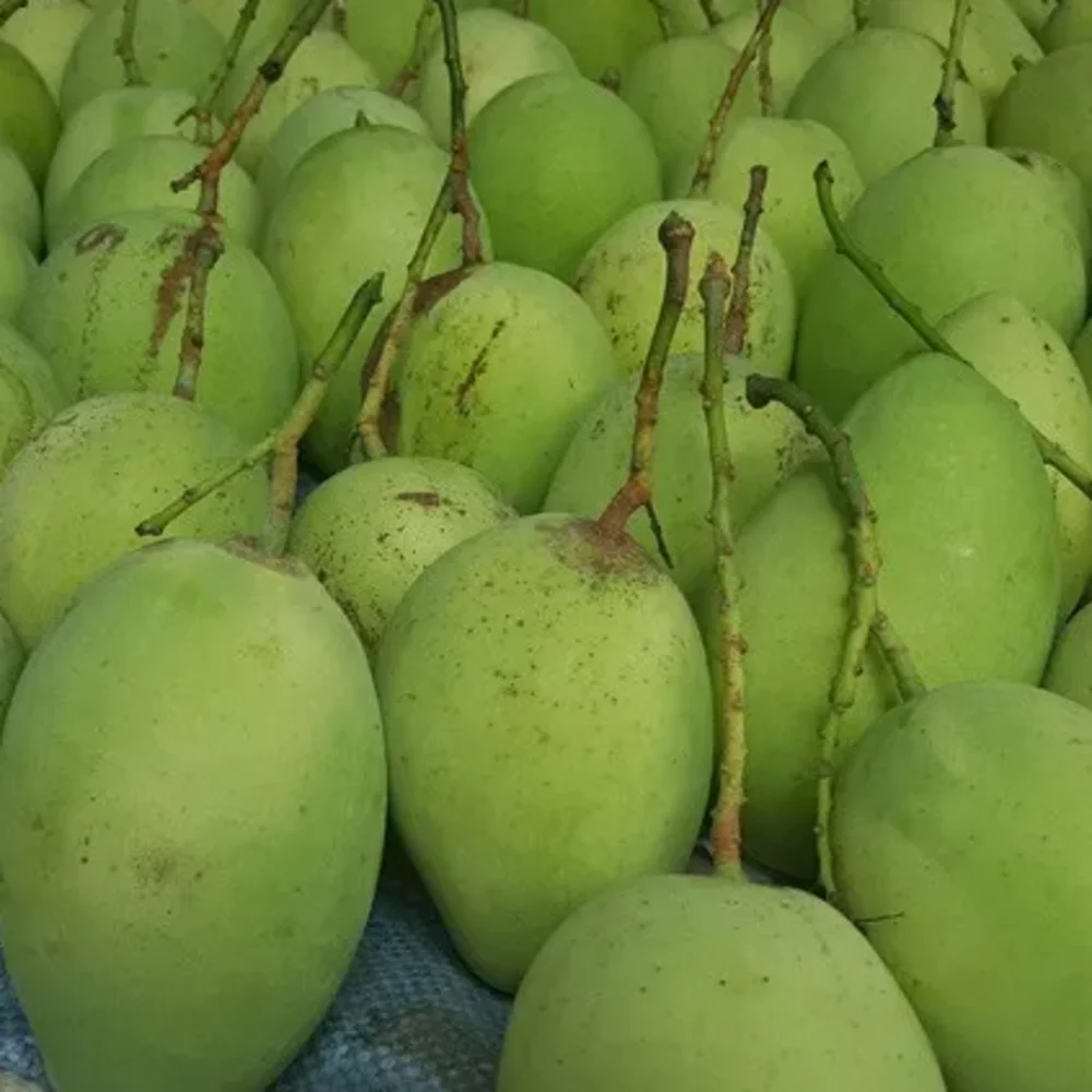 1 Month Shelf Life Fresh Mangos Passionate Aroma Sweet Taste Agriculture 100% Natural Vietnamese Cat Chu Mango