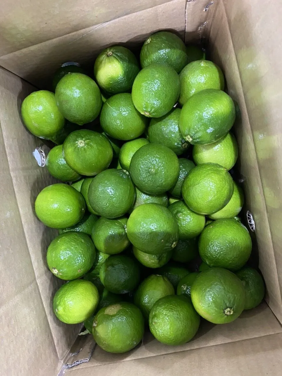 Vietnam fresh seedless lime