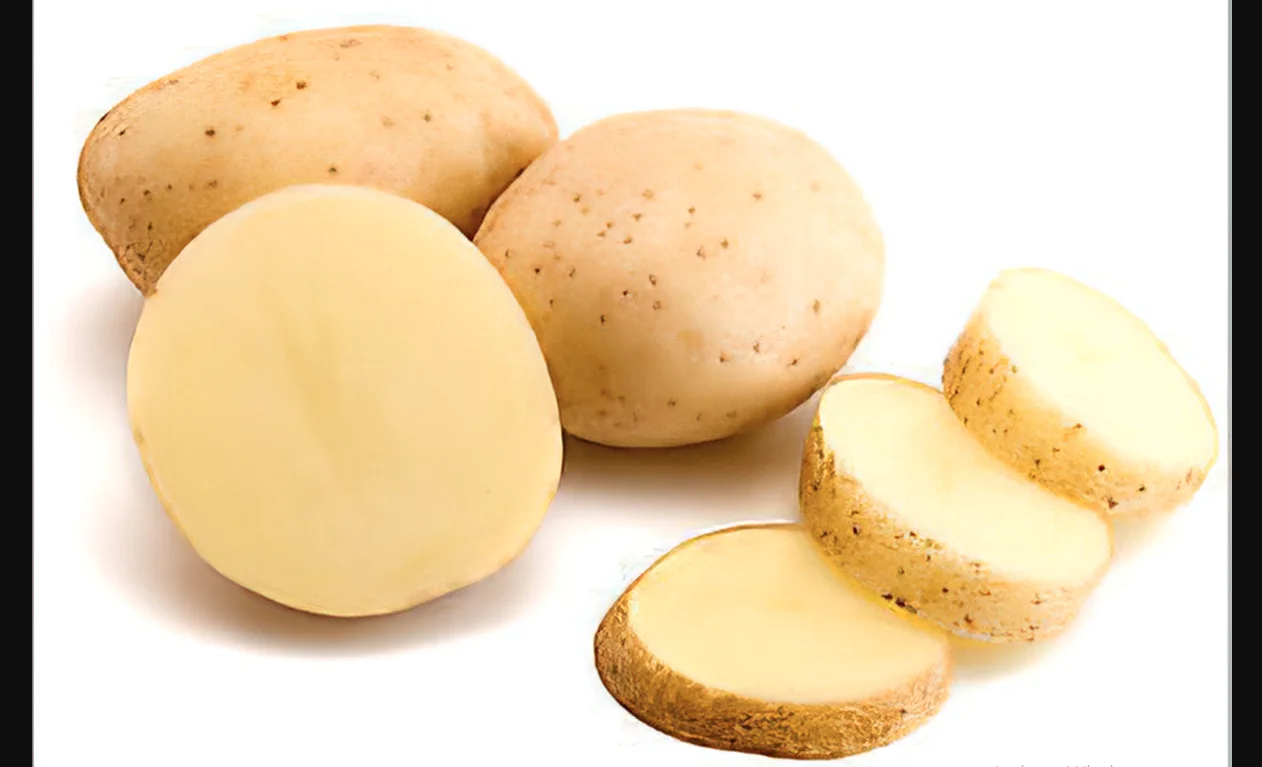New fresh Potato yellow bulk new crop good quality per ton good price for wholesale fresh potato professional export potato 2022