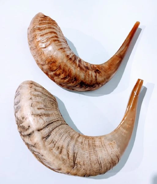 Wholesale Supply Indian Handcrafted Artisan Made Ram Horn Shofar Unique Sound Quality with Custom Packaging from India