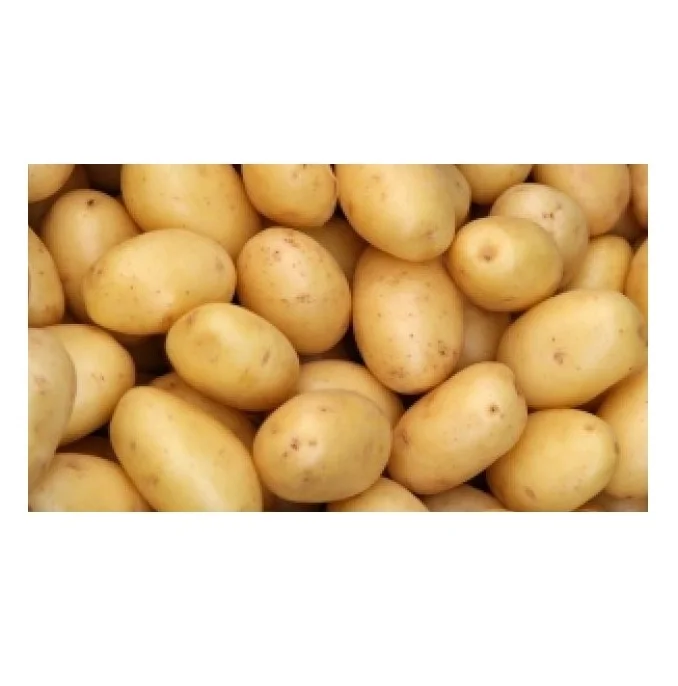 Organic New Crop Fresh Irish Potatoes Sweet Tasting Organic Irish Potatoes