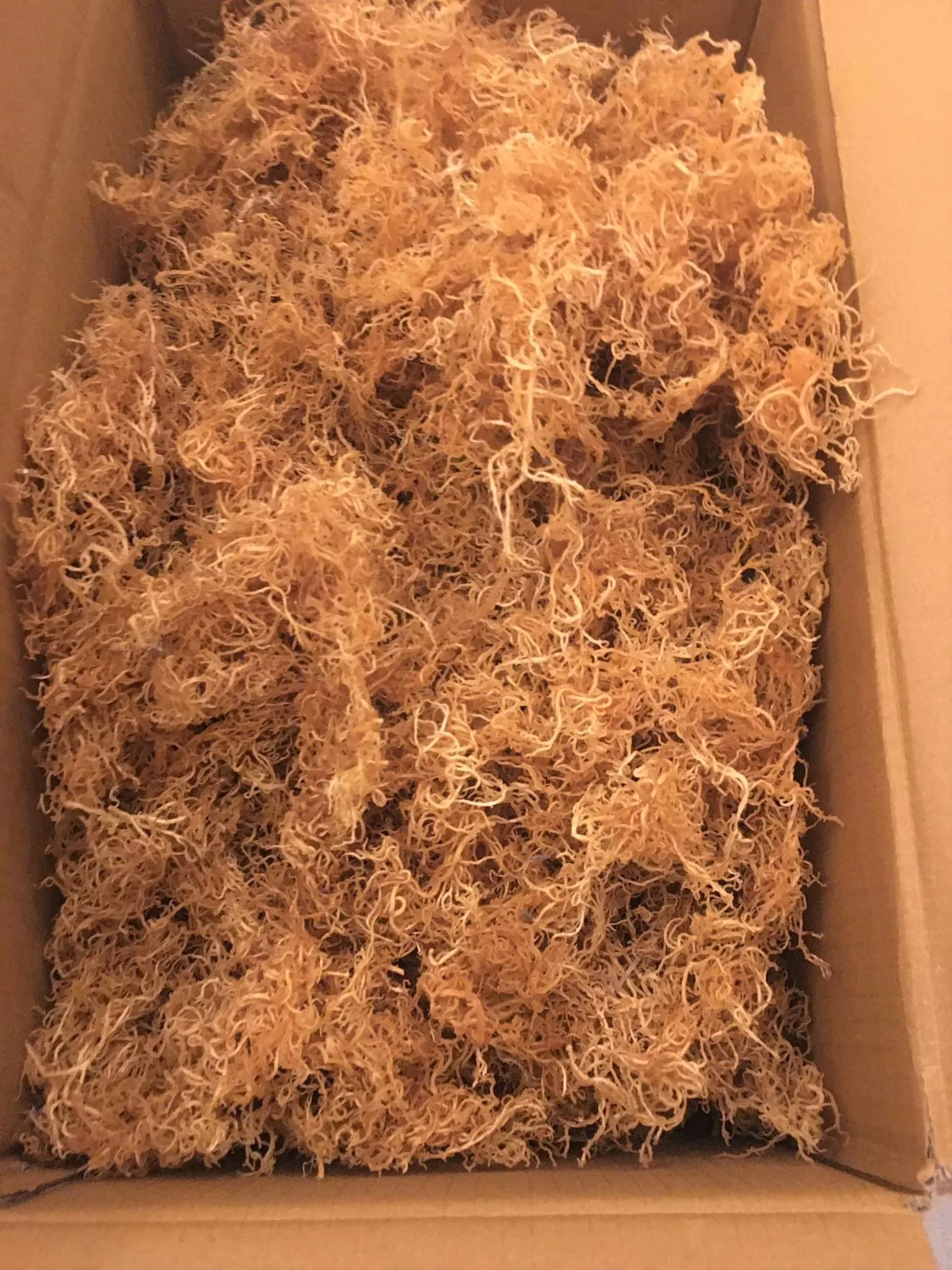 Лидер продаж морской мох Cottonii сушеный Sargassum Irish Sea Moss Eucheuma водоросли высокого качества для покупателя на экспорт