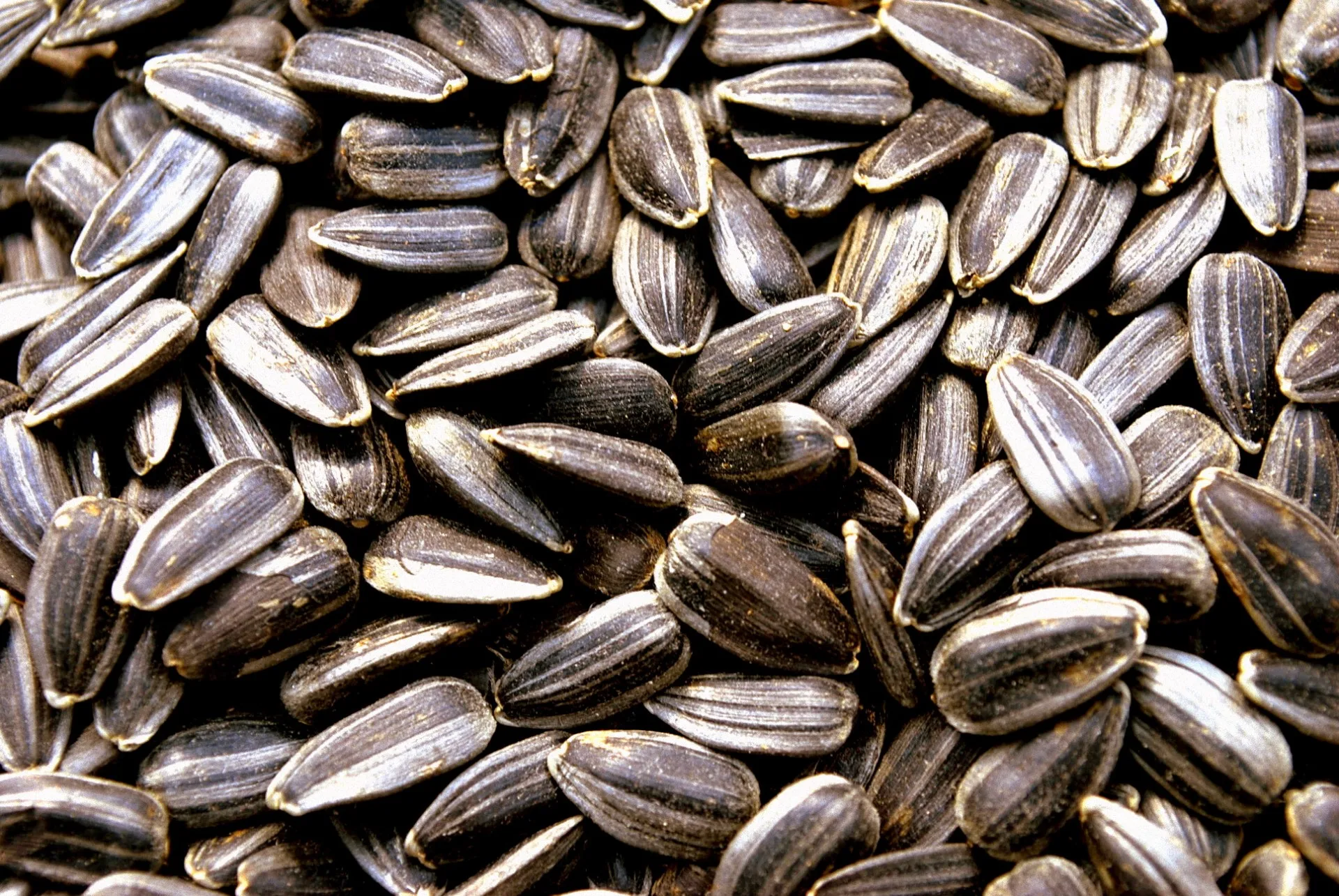 Best Seller Premium Confectionery Sunflower Kernels Bulgarian Origin New Crop Hulled Sunflower Seeds