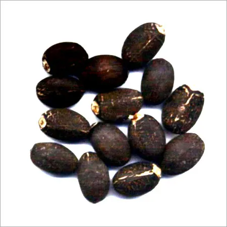 Jatropha Seeds Exporter Supplier for Sale