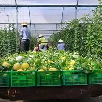 Vietnam Organic Fresh Musk Melon Good Quality Fresh Natural Sweet Melon Japanese cantaloupe Type