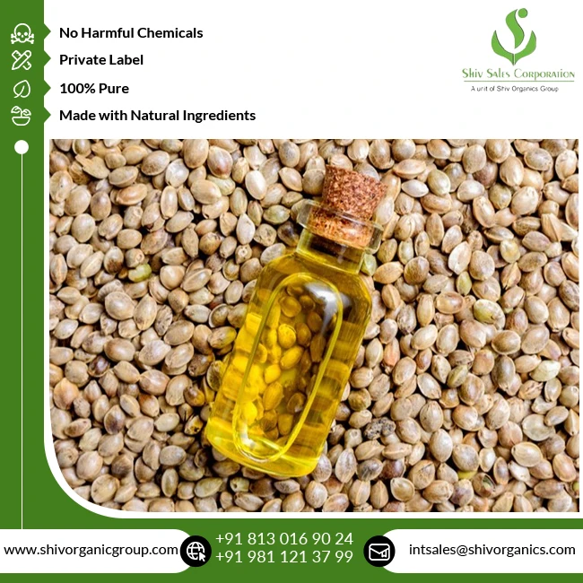 Good Quality Therapeutic Grade 100% Pure and Natural Cold Pressed Carrier Hempseed Oil from Indian Supplier