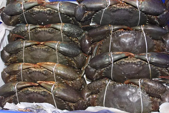 Frozen Live Fresh Mud Crab (Male And Female)