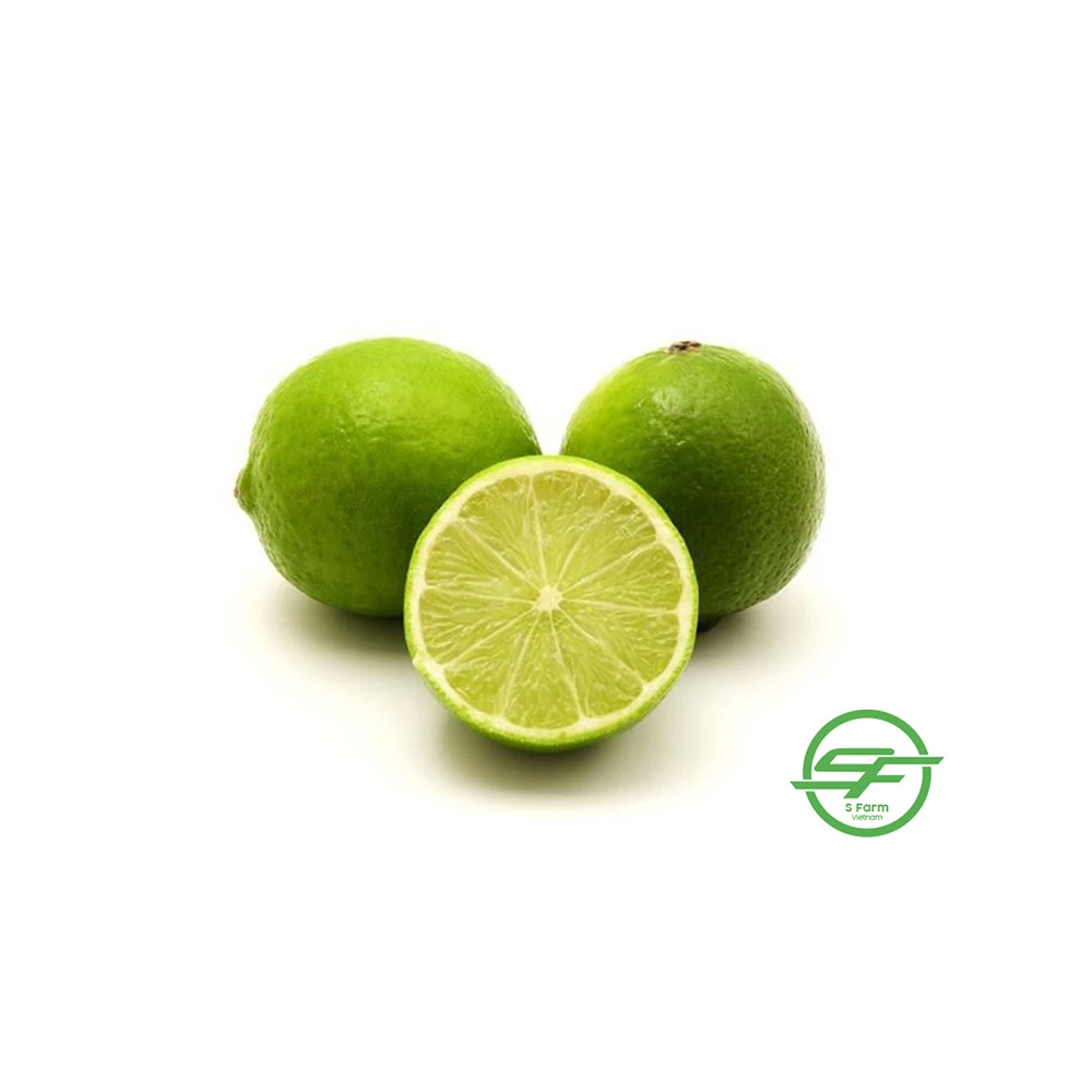 Seedless Lime Natural from Vietnam, Green Lemon Healthy Nutritious Fresh Sweet Fresh Citrus Fruit Fresh Good Quality Fresh Sour