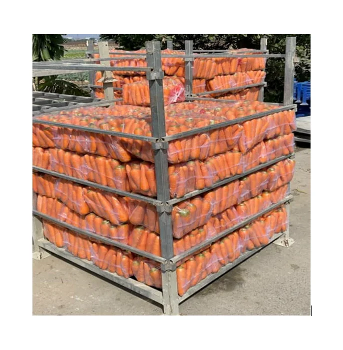 Wholesales fresh carrot various sizes to choose - Reliable Vietnamese Supplier - Long Shelf Life