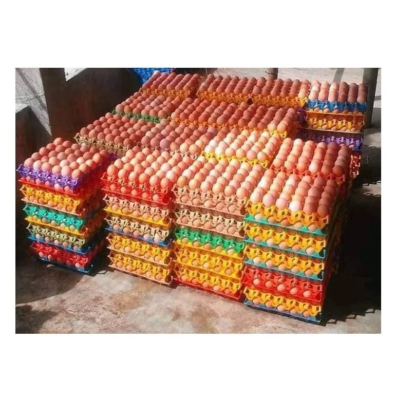 Бройлерные инкубационные яйца Ross 308 и Cobb 500 и куриные настольные яйца от поставщика свежих куриных яиц