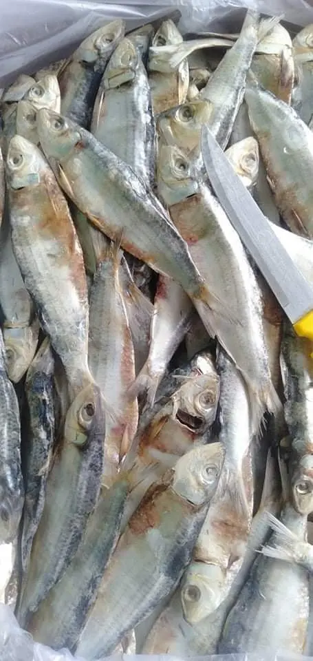 Заводская распродажа копченая сельдь соленая сушеная рыба праздник