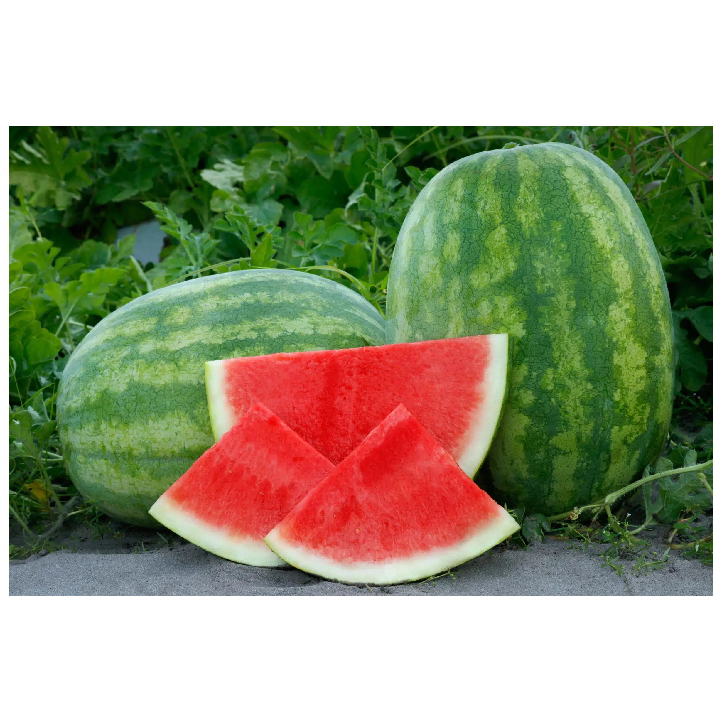 High Quality Fresh Watermelon Fruit At Best Price With Refreshing Sweet Taste  High Quality Fresh watermelons for Sale