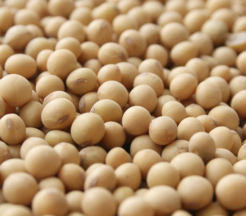New Crop Top Grade Peeled IQF Frozen Soy Bean Kernels / Food Grade Yellow Soybeans