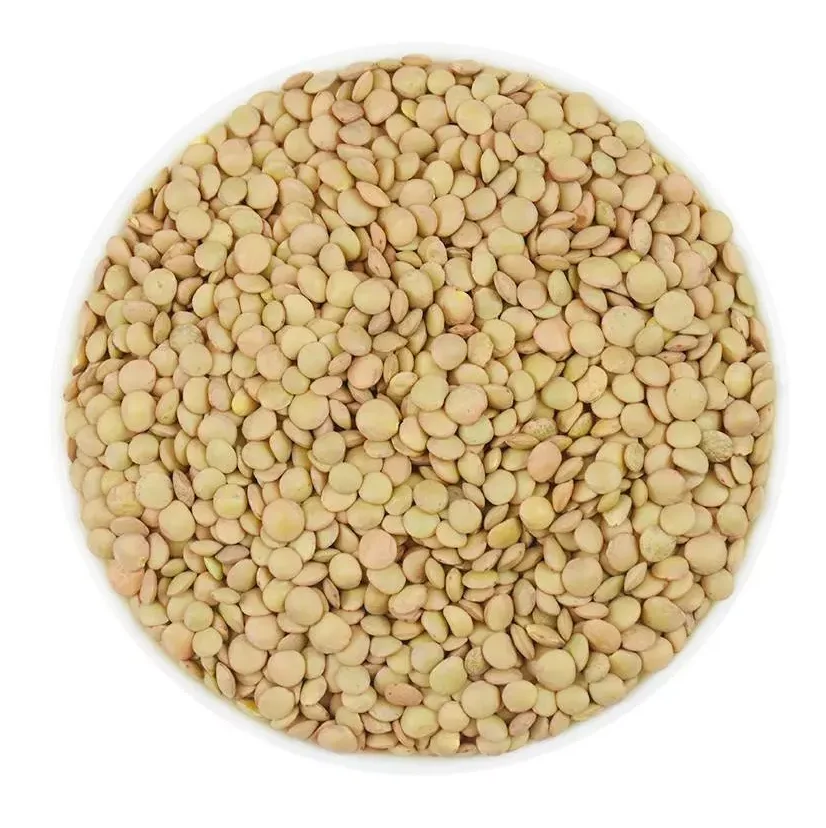 Hot Selling Price Canadian Whole Green Lentils Dry Organic Green Lentils in Bulk