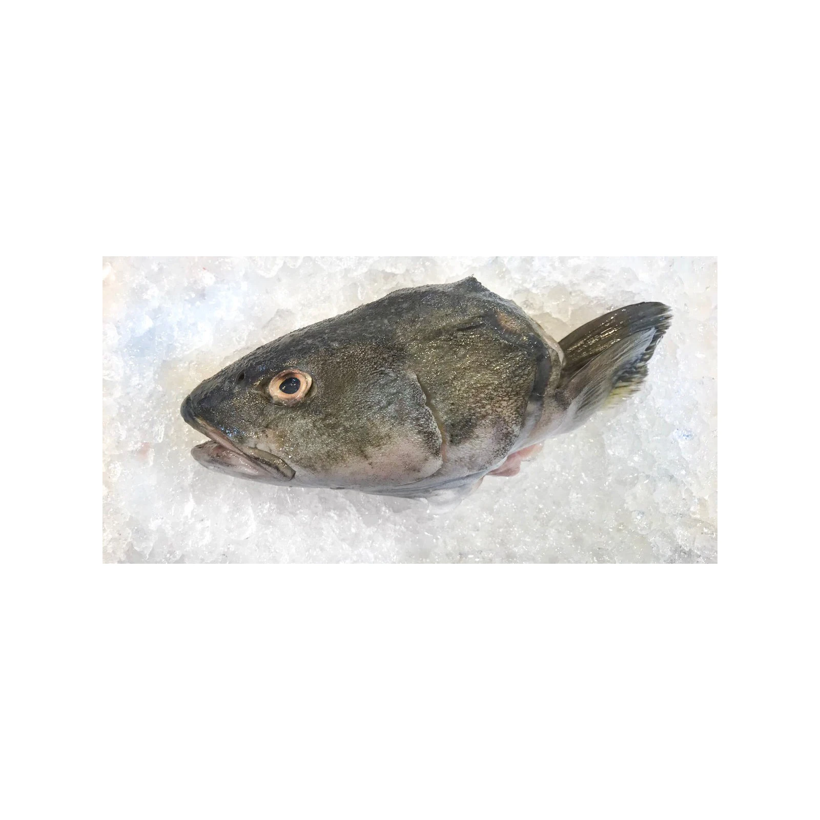 Wholesale Frozen Cod Heads  for sale