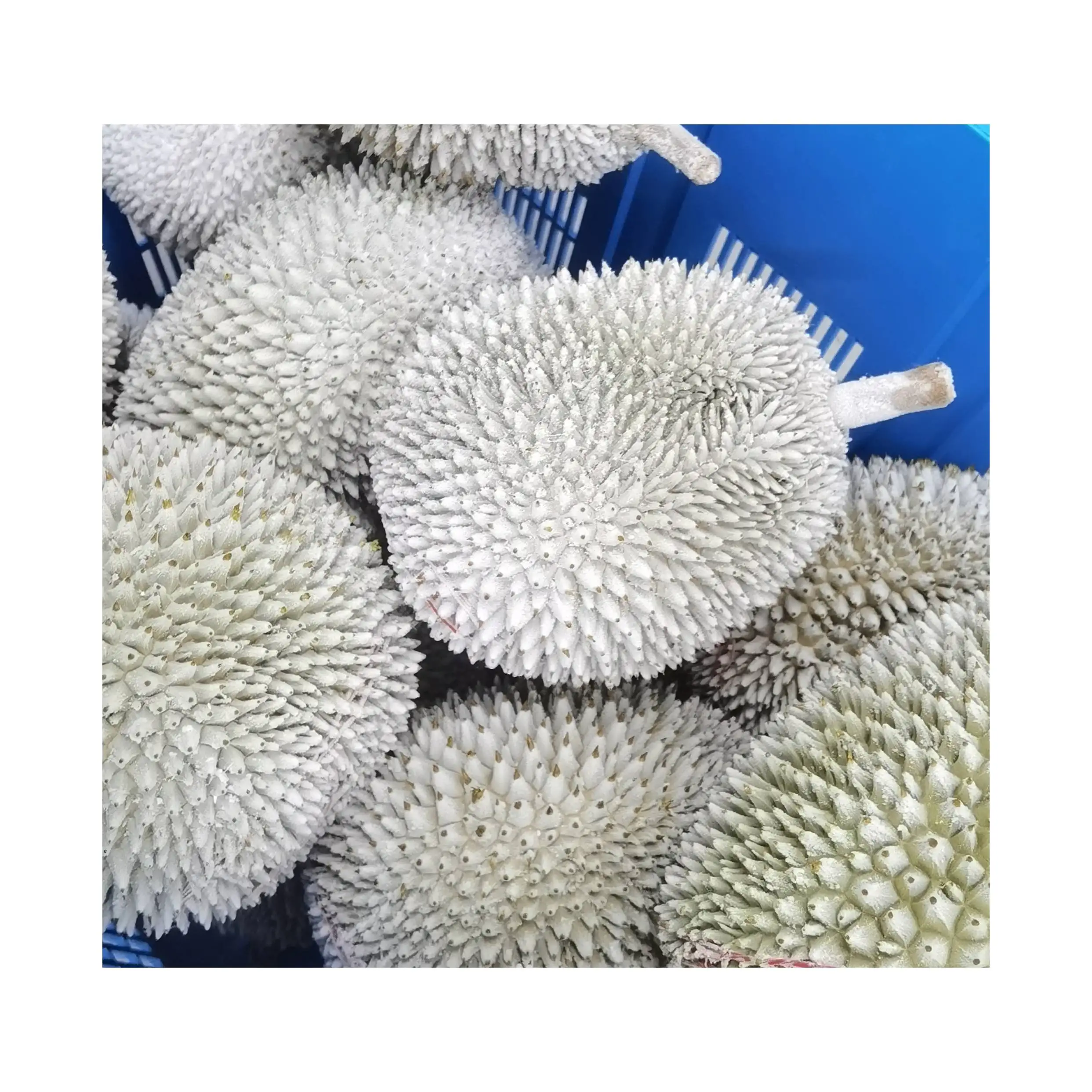 Higher Grade Hot Sales Malaysia 1.4kg Weight Delicious Golden Phoenix Fresh Durian 18 Months Shelf Life Fruit Netting Packaging
