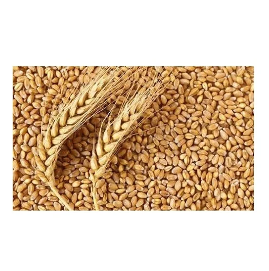 barley seeds used animal feed for cattle and sheep for Barley grwoing sprout