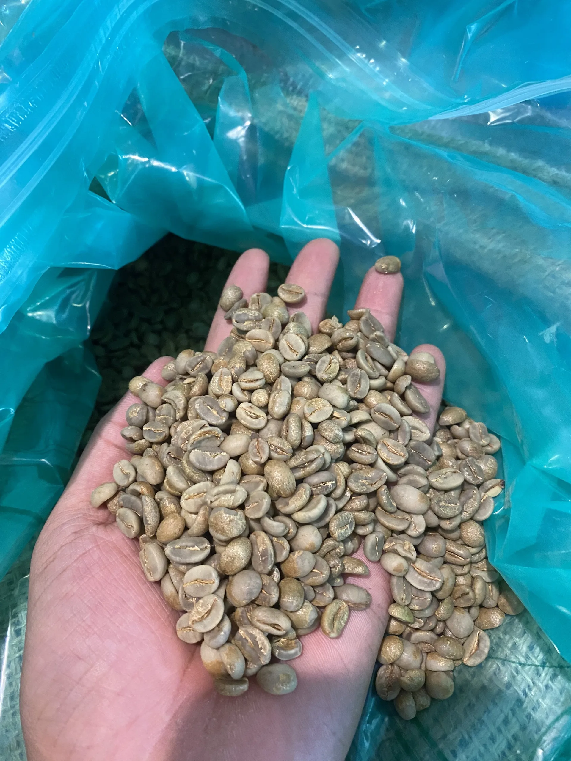Unroasted Arabica Coffee Beans Wash Process Natural Flavor High Quality 18 Month Shelf Life from Di Linh Plateau of Vietnam