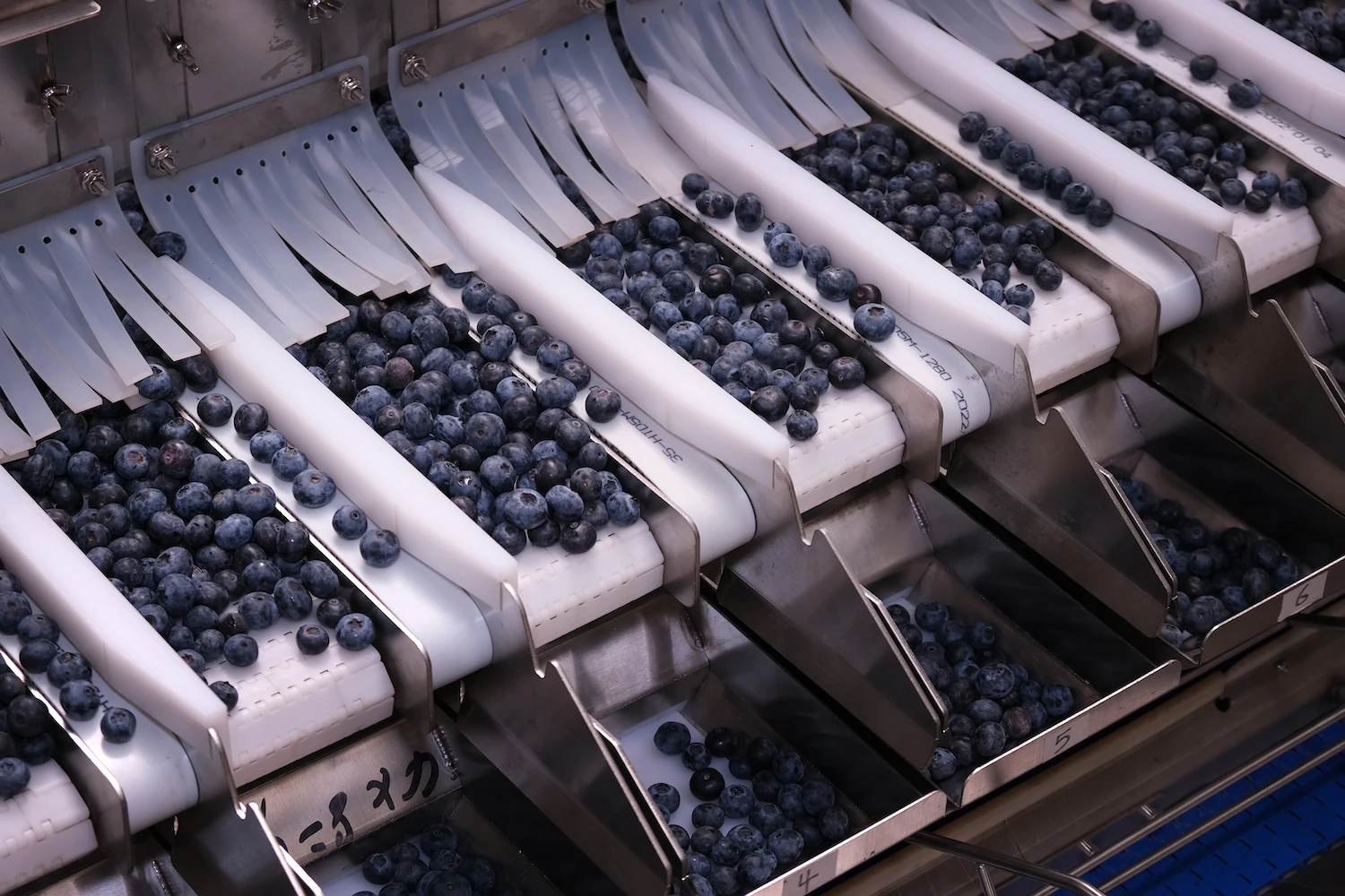 Smart Automatic Blueberry Raspberry Cherry Tomato Berry Packaging Scale Packing Machine smart scale