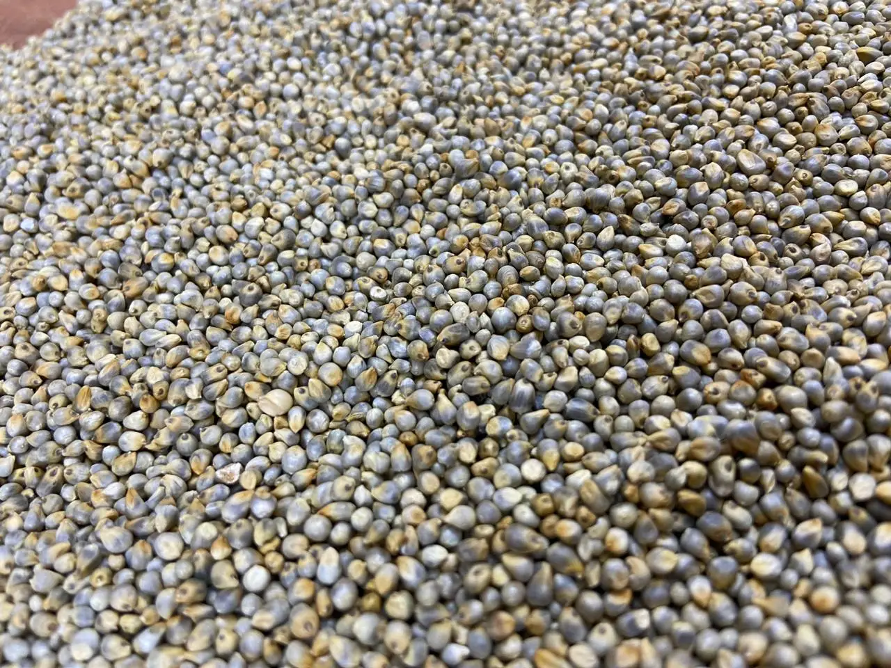 Green Millet Animal Feed Good Quality Bajra For Export