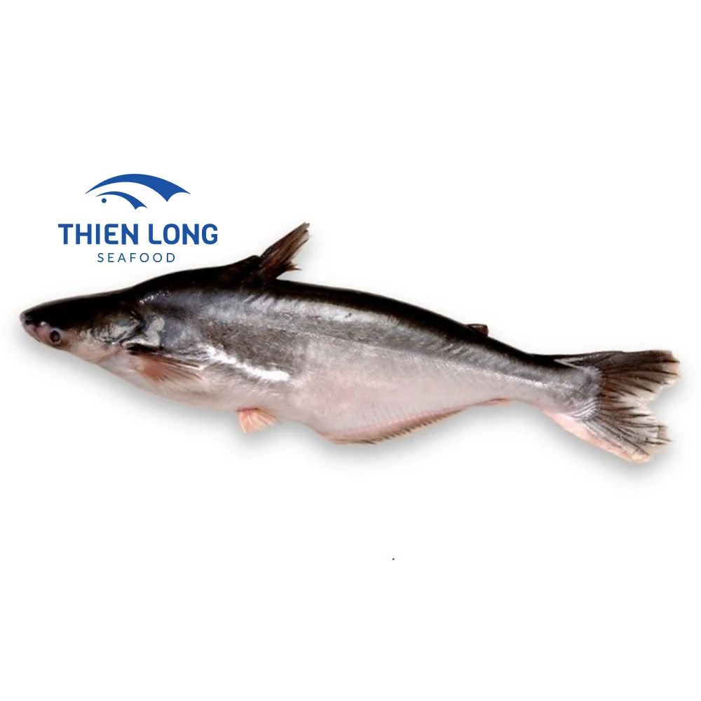 Best Price IQF Whole Round Pangasius Fish With Weight 10kg And Shelf Life 24 Months From Vietnam
