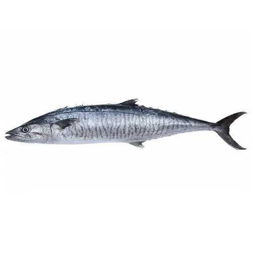 ODM Services FRESH FROZEN MOST POPULAR KING FISH GUTTED STANDARD QUALITY