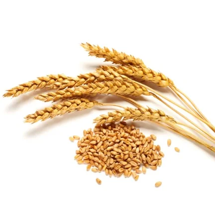 Best Factory Price of Natural Organic Whole Wheat Grains Available In Large Quantity