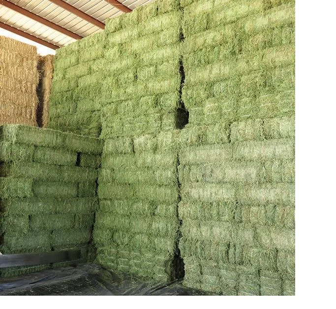 Alfalfa Hay for Animal Feeding /alfalfa hay pellets /Timothy Hay in Bales