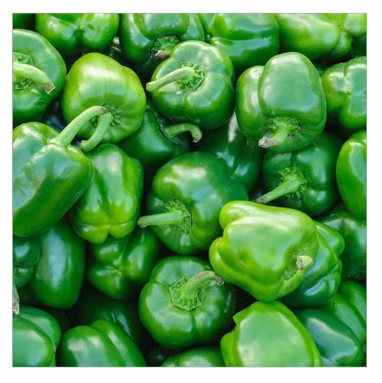 Fresh Pepper Wholesalers Mesh Bag from Pakistan High Quality 10kg/20kg Red Capsicum Green Capsicum Natural Long Pepper