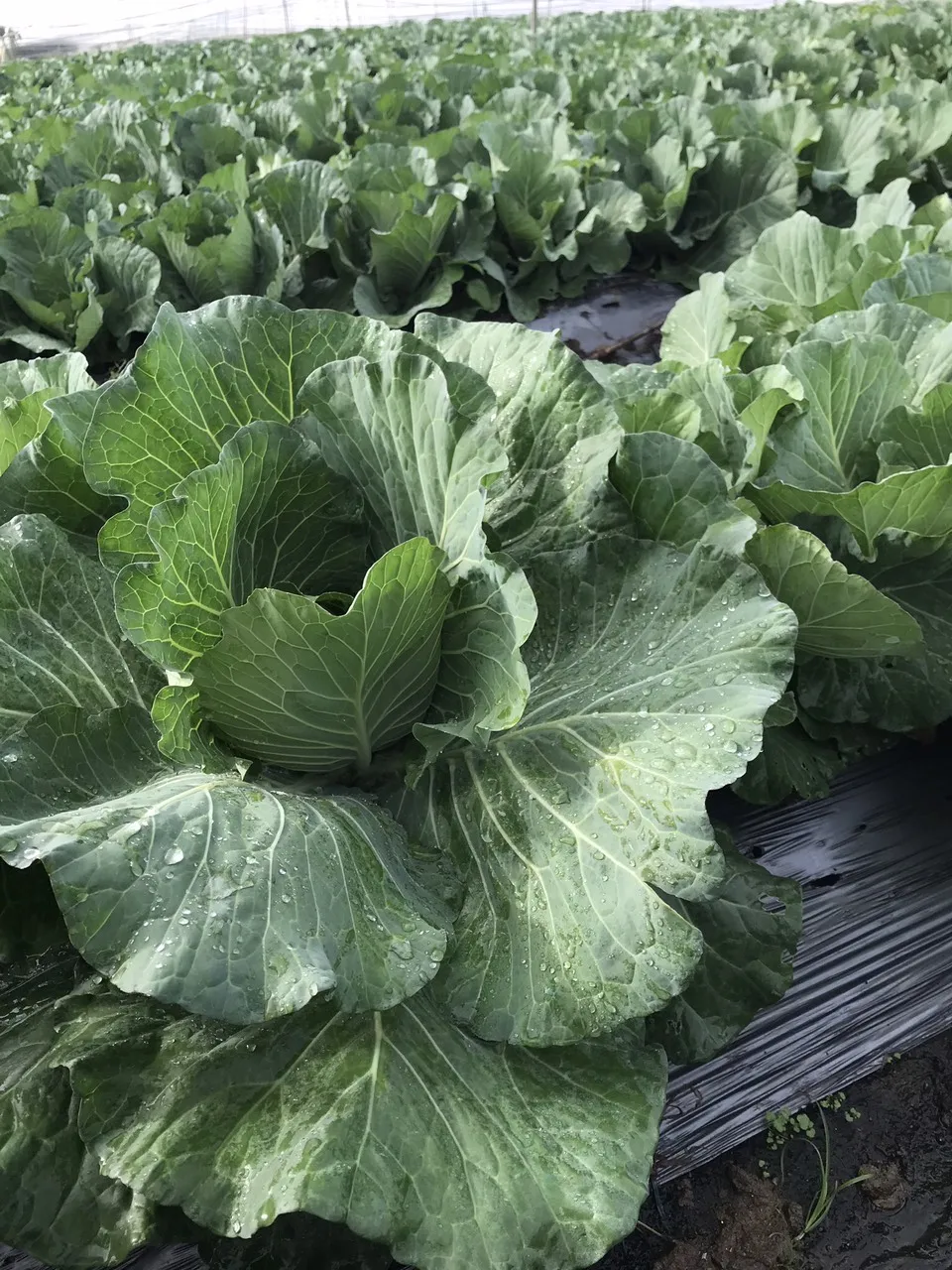 Green Farmer Household Supply Vegetables Fresh Cabbages From Vietnam Nutrition Food  Flavor Crispy And Sweet Shape Round Vietnam