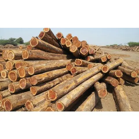 Wholesale Custom Teak Pine Red Hardwood and Hot Sales Eucalyptus Wood Logs Economically Priced for World Market
