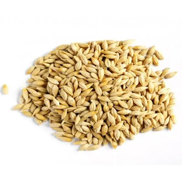 barley3.jpg