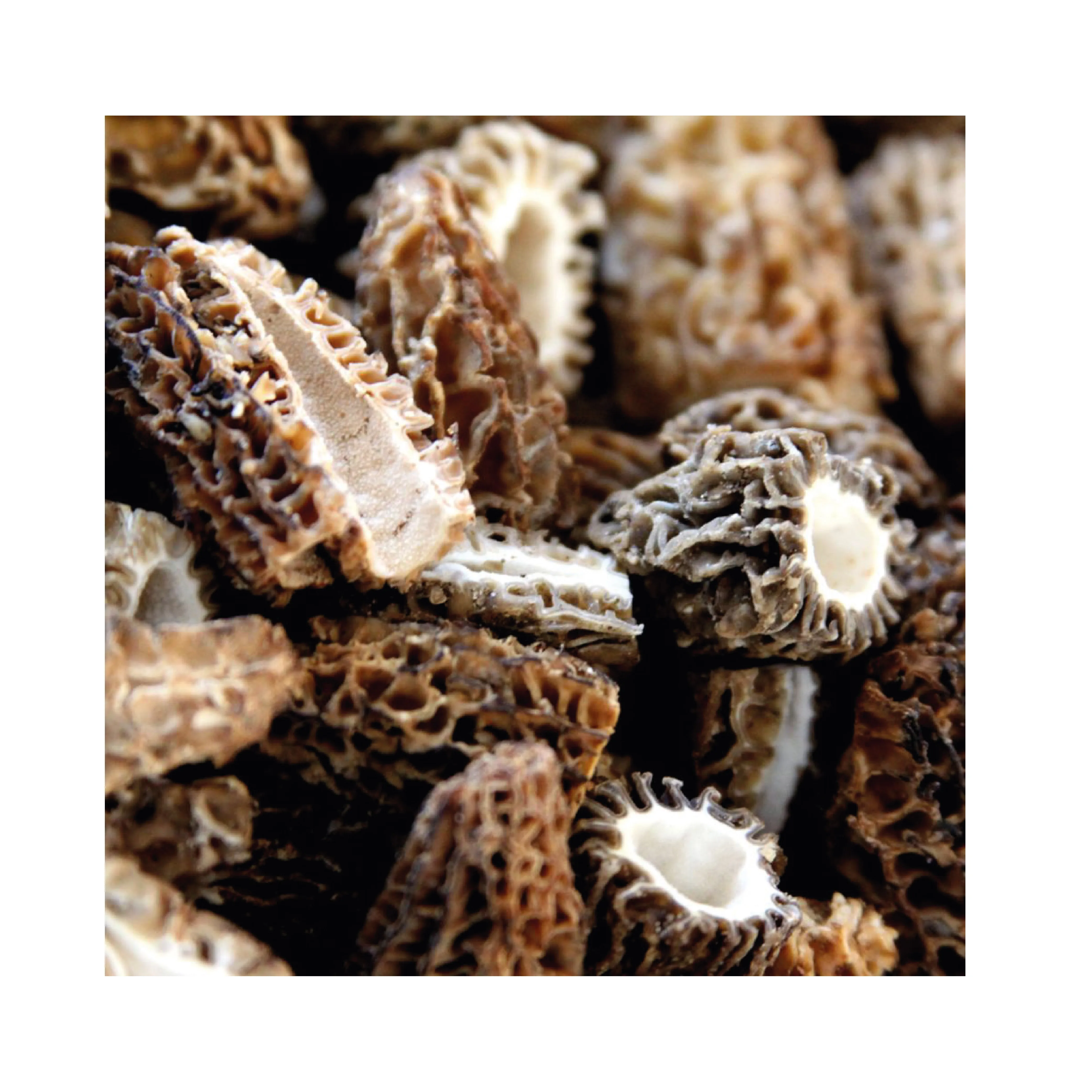 Turkish Wild Morel Mushroom Morchella Conica Turkish Wild Morel Mushroom Morchella Conica High Quality