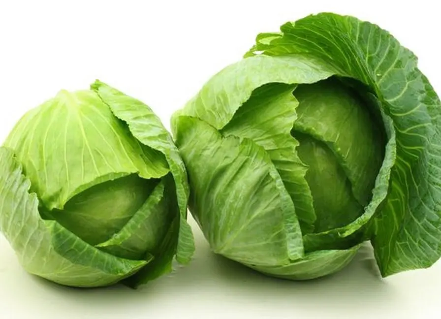 Best Price Fresh Vegetables Common Cultivation Export Quality White Natural Fresh Cabbage From Vietnam