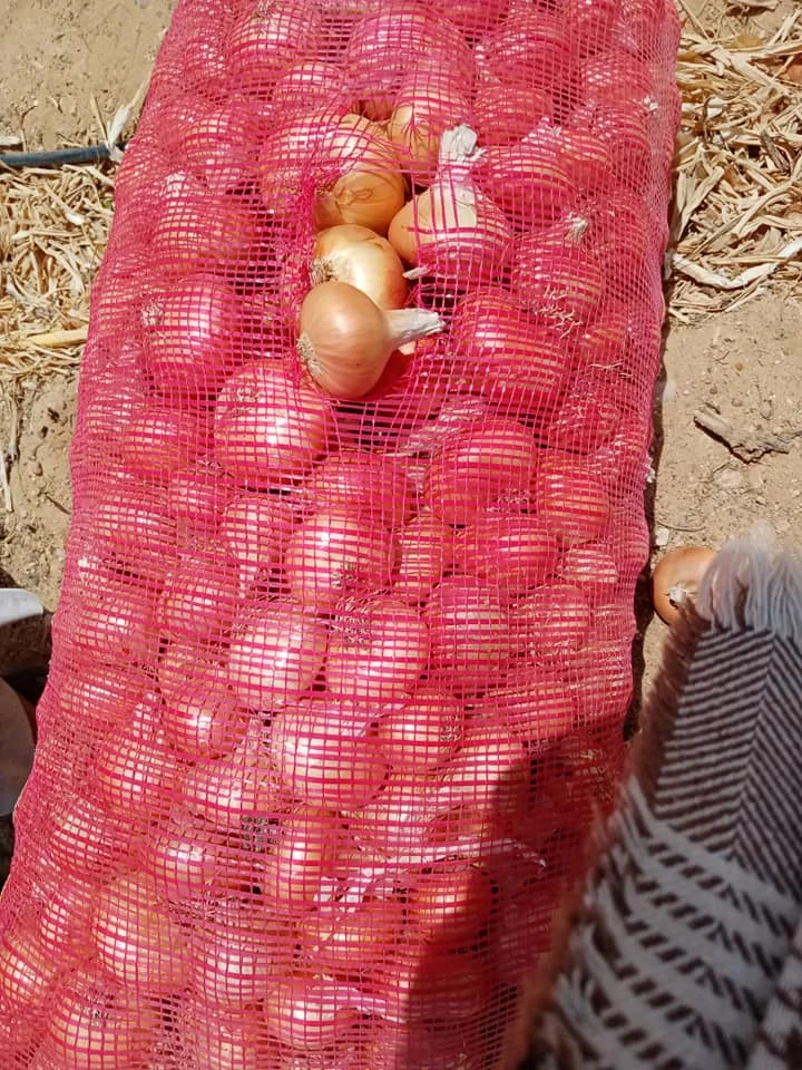 Fresh yellow onion export crop 2023