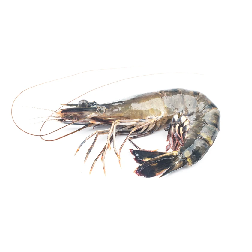 Wholesale Cheap Import Delicious Fresh Seafood Healthy Food Freshwater Live Frozen White Ecuador Shrimp