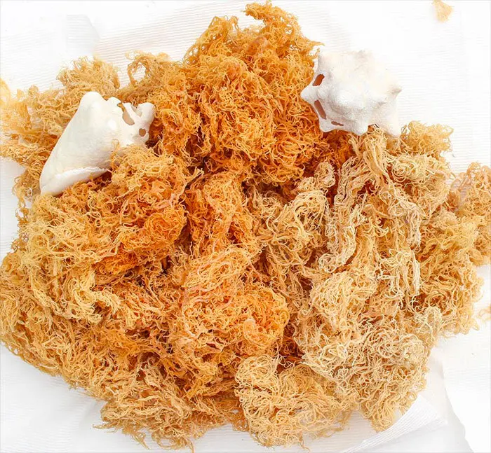 HIGH QUALITY SEA MOSS FROM VIETNAM SUPPLIER WITH THE BEST PRICE/ Wild crafted Irish Sea moss origin Ninh Thuan, Vietnam
