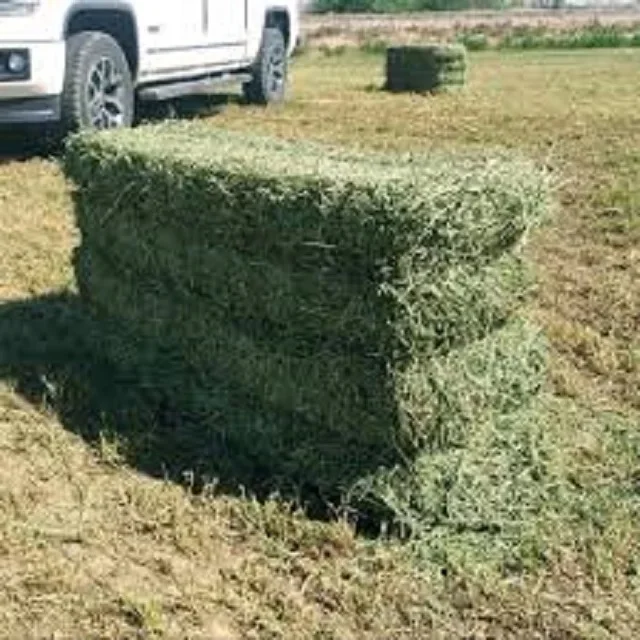 Bulk Top Grade Alfalfa for Animal Feed / Alfalfa Hay from Spain for Export Stuff Alfalfa ,hay