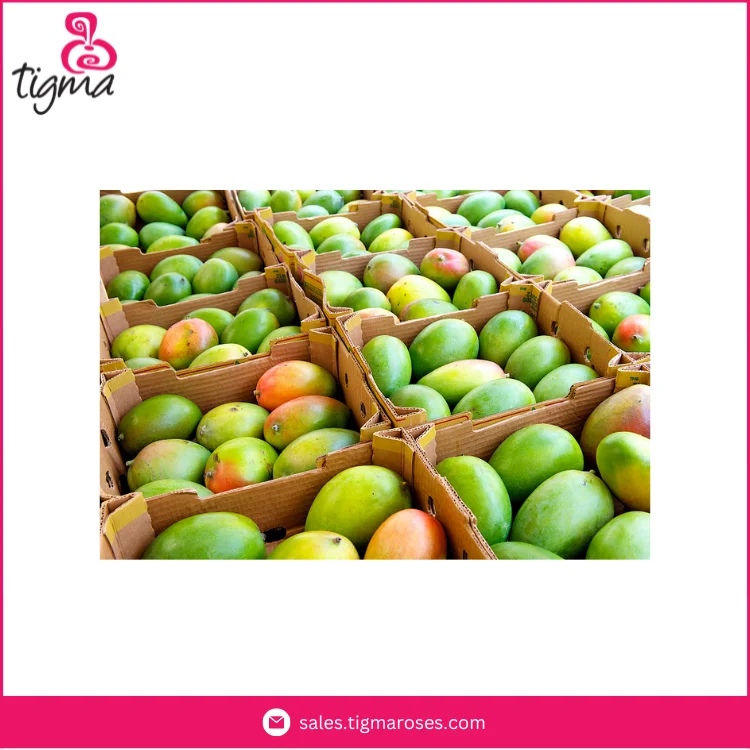 Поставщик высококачественных сладких вкусных манго Кент по лучшей цене от Эквадор