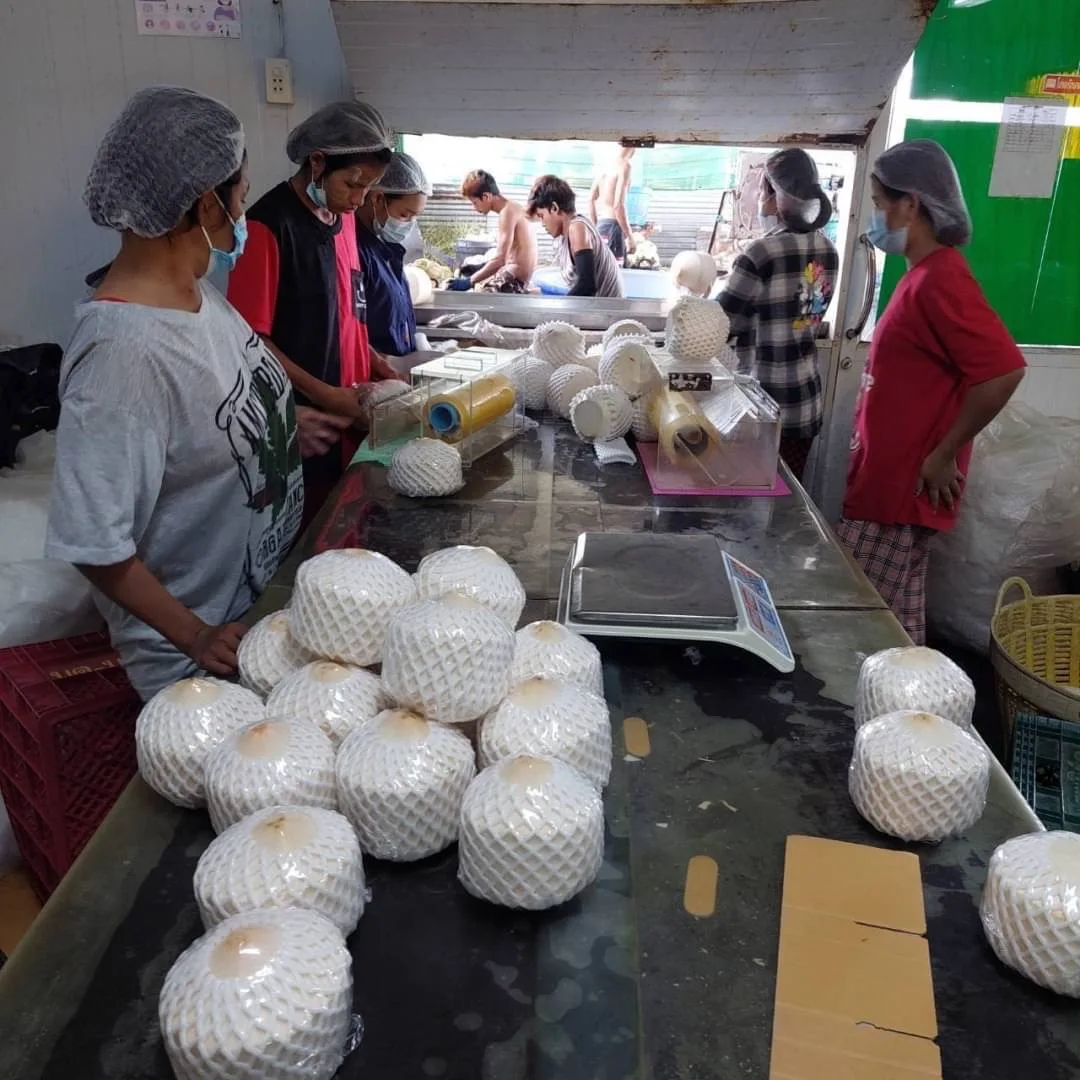 Premium Fresh Coconut from Thailand 100% Natural Premium Grade of Fresh Coconut The Best Seller