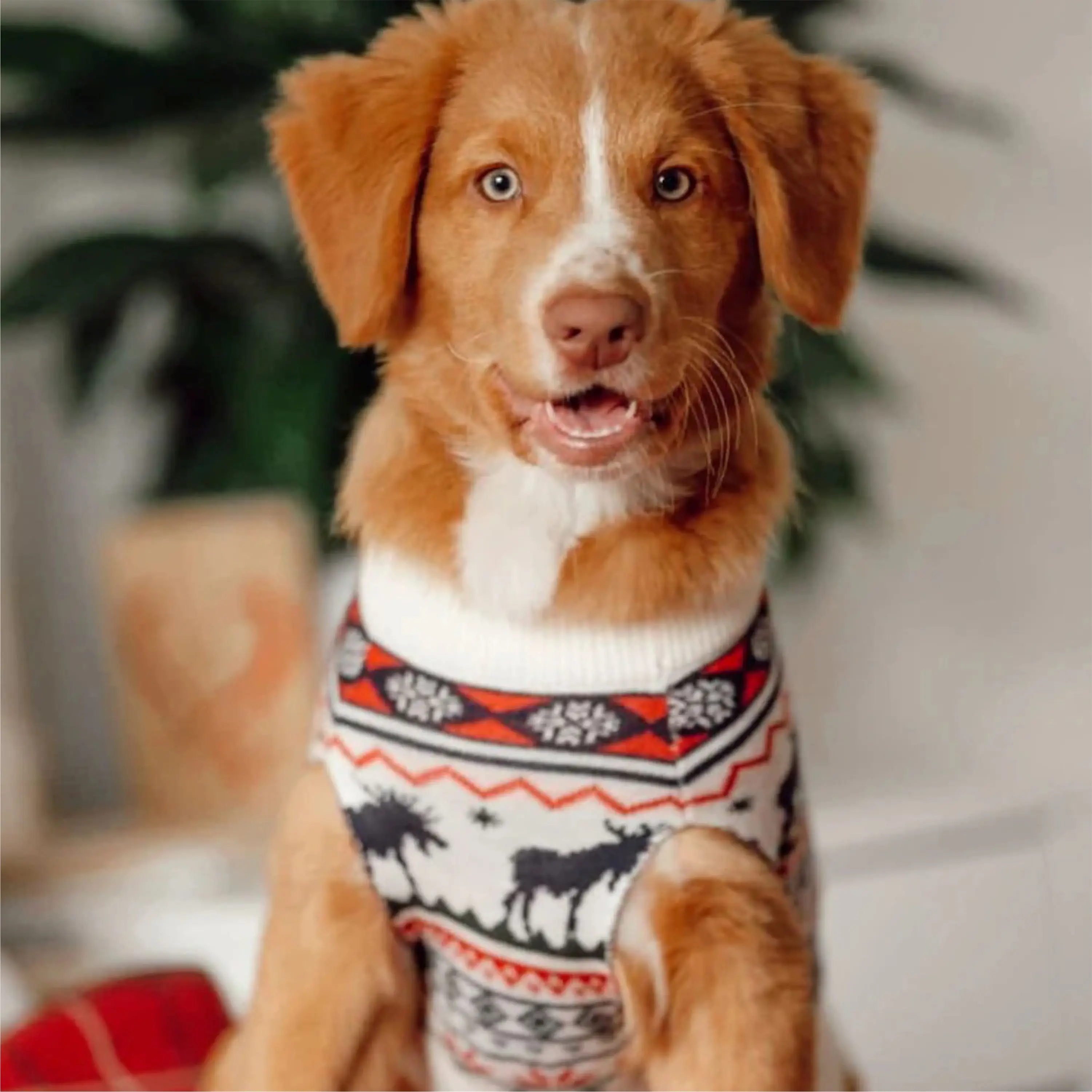 Comfortable and Stylish Rugby Sweatshirt Customizable with Logos Ideal for Team Sports and Casual Wear Available in All Sizes