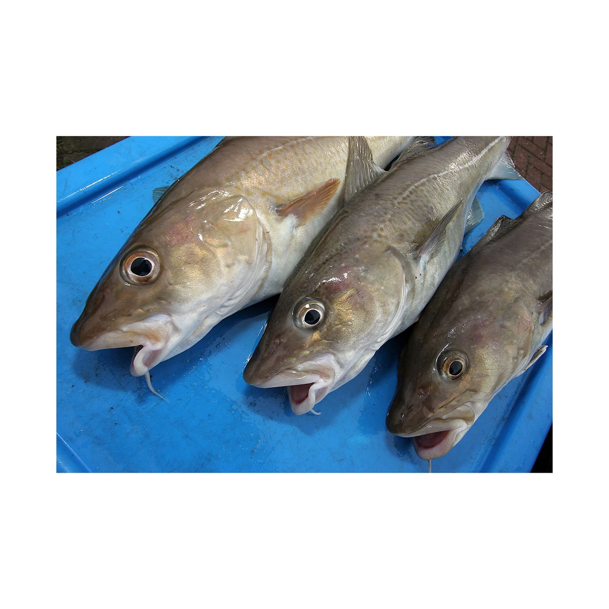 Pure Quality Fresh Atlantic cod Fish / Fillets Supplier Bulk Online Sale