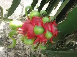 Provider of The Best Fresh Red Dragon Fruit Pink White Sweet Long Style Van Inside Organic BIG Color Small Skin Natural Origin