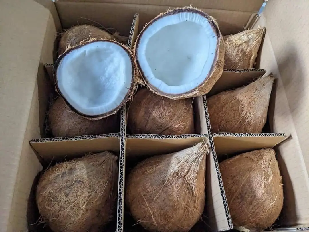 Semi Husked Coconut for Thailand Market - Semi Husked High Quality Coconut - Good Product Good Food Ingredient